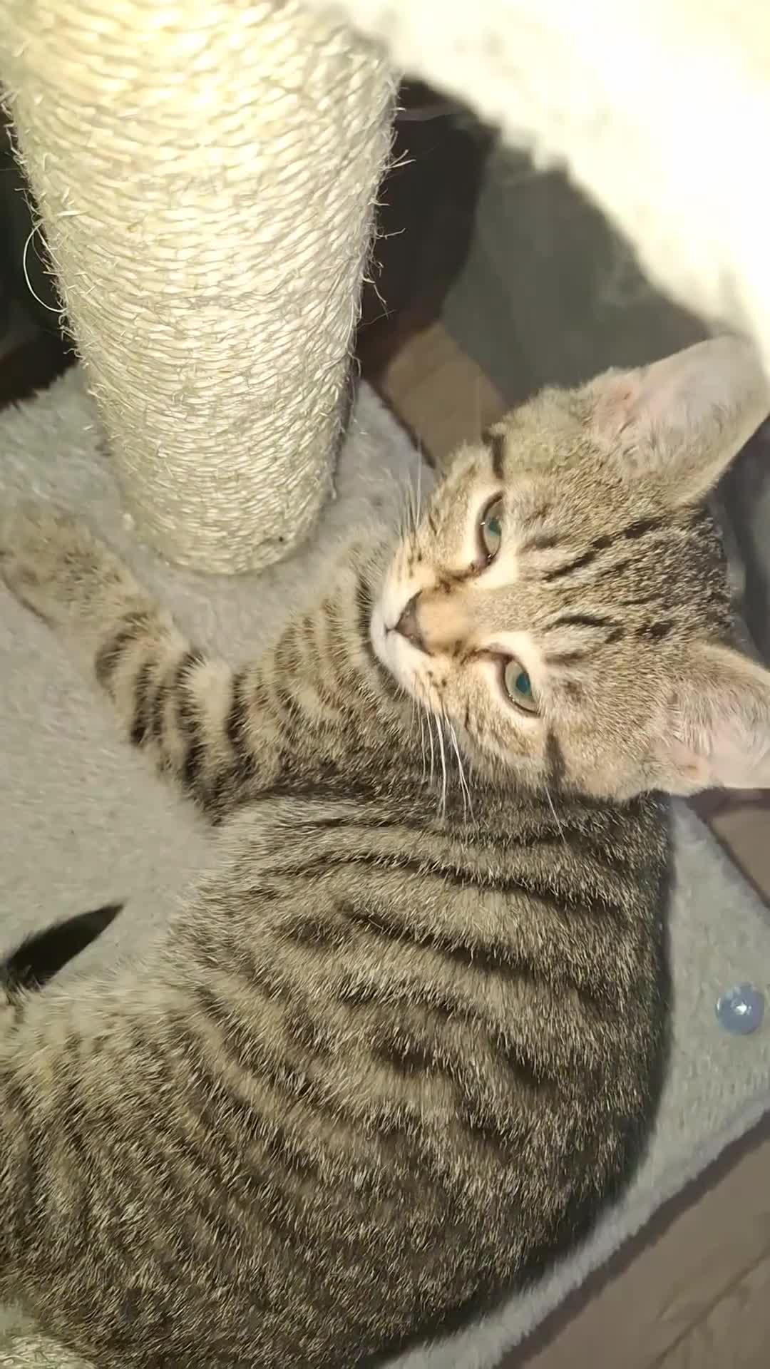 British Shorthair cats for sale: Kitten boy  - Video 1