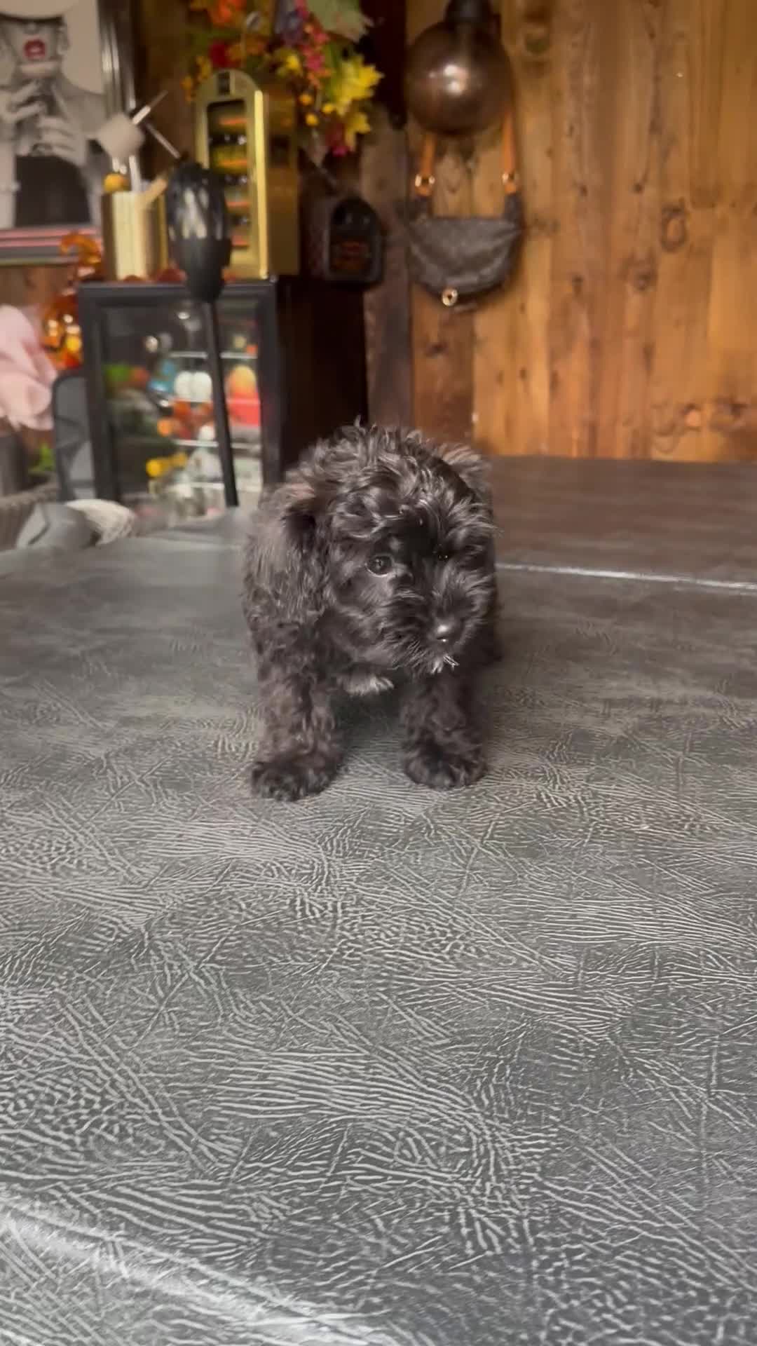 Yorkiepoo dogs for sale: Yorkiepoo Puppys - Video 3