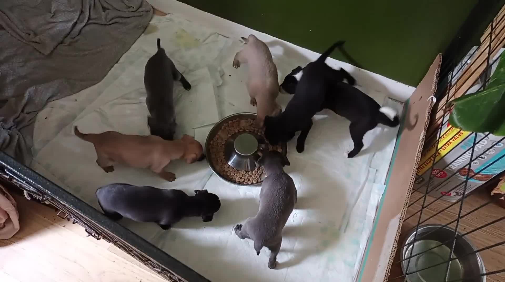 Whippet dogs for sale: 2 whippet pups left ( 1 bitch & 1 boy) - Video 2