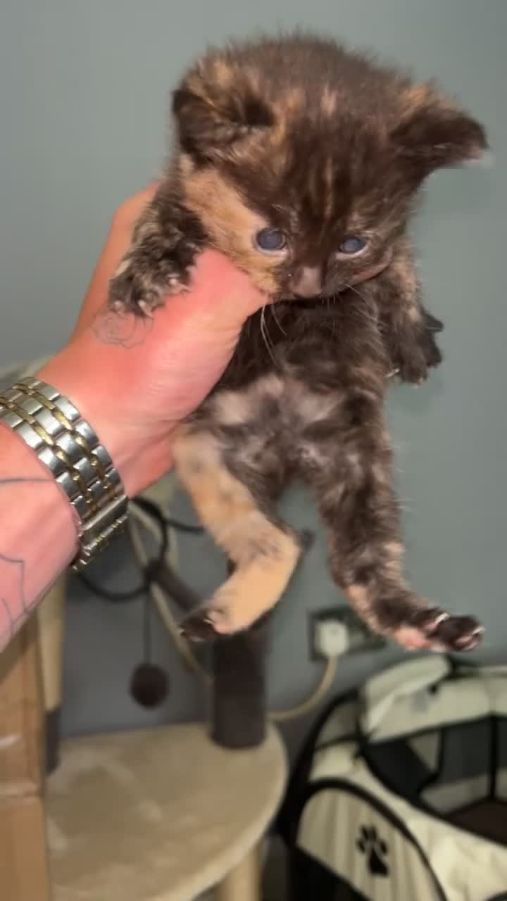 Mixed Breed cats for sale: Kittens for sale  - Video 3