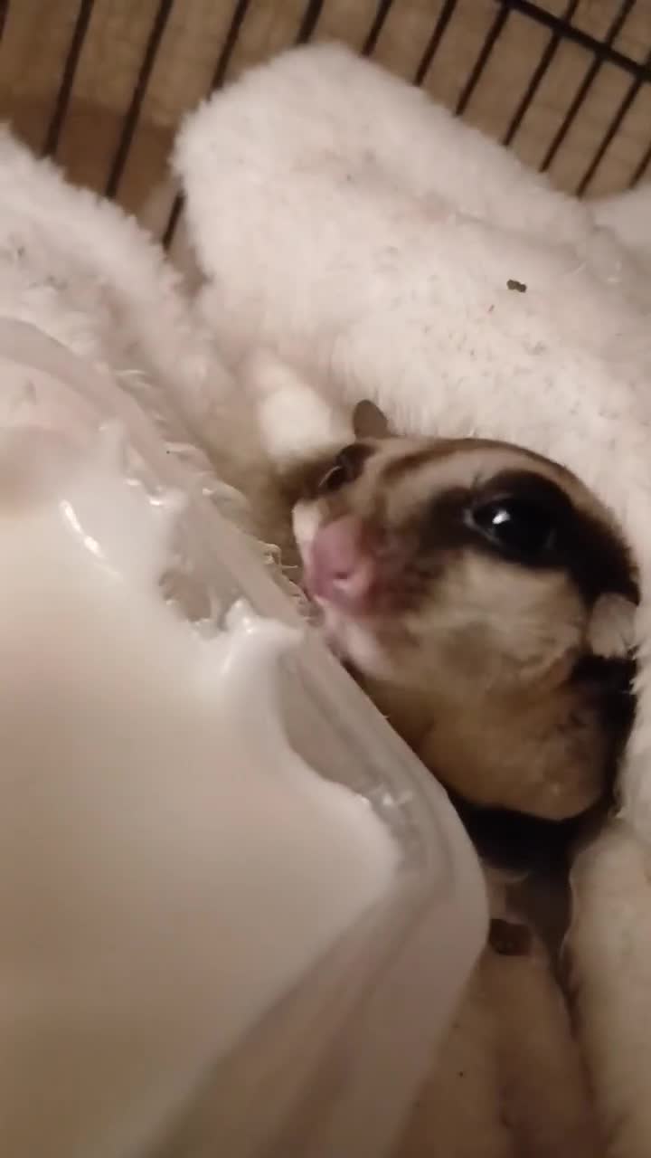 Sugar Glider rodents for sale: 2 Bonded Sugar Gliders Female - Video 2