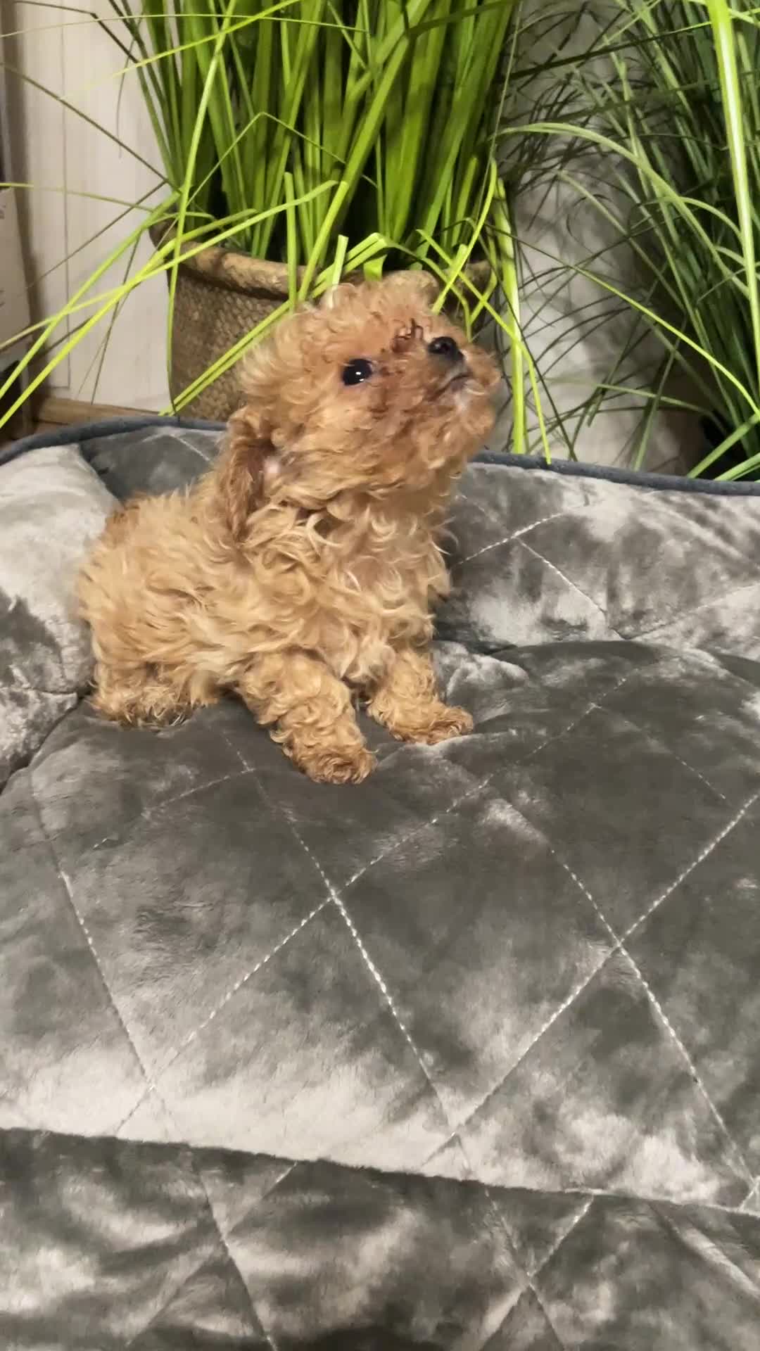 Maltipoo dogs for sale: Maltipoo Puppies – Two Beautiful Boys Available in London - Video 1