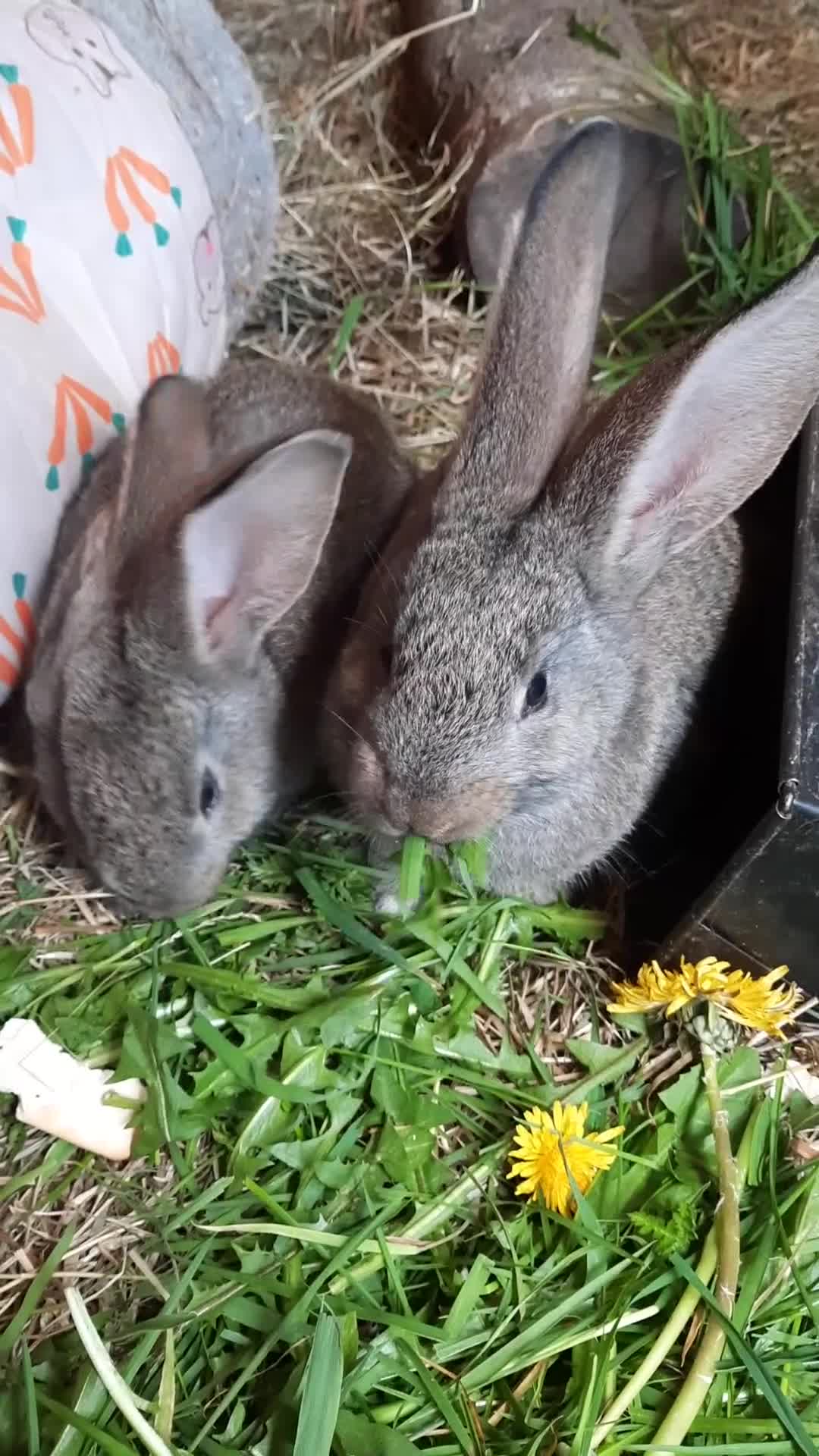 Continental Giant rabbits for sale: 8 Beautiful Pure Continental Giant Babies - Video 4