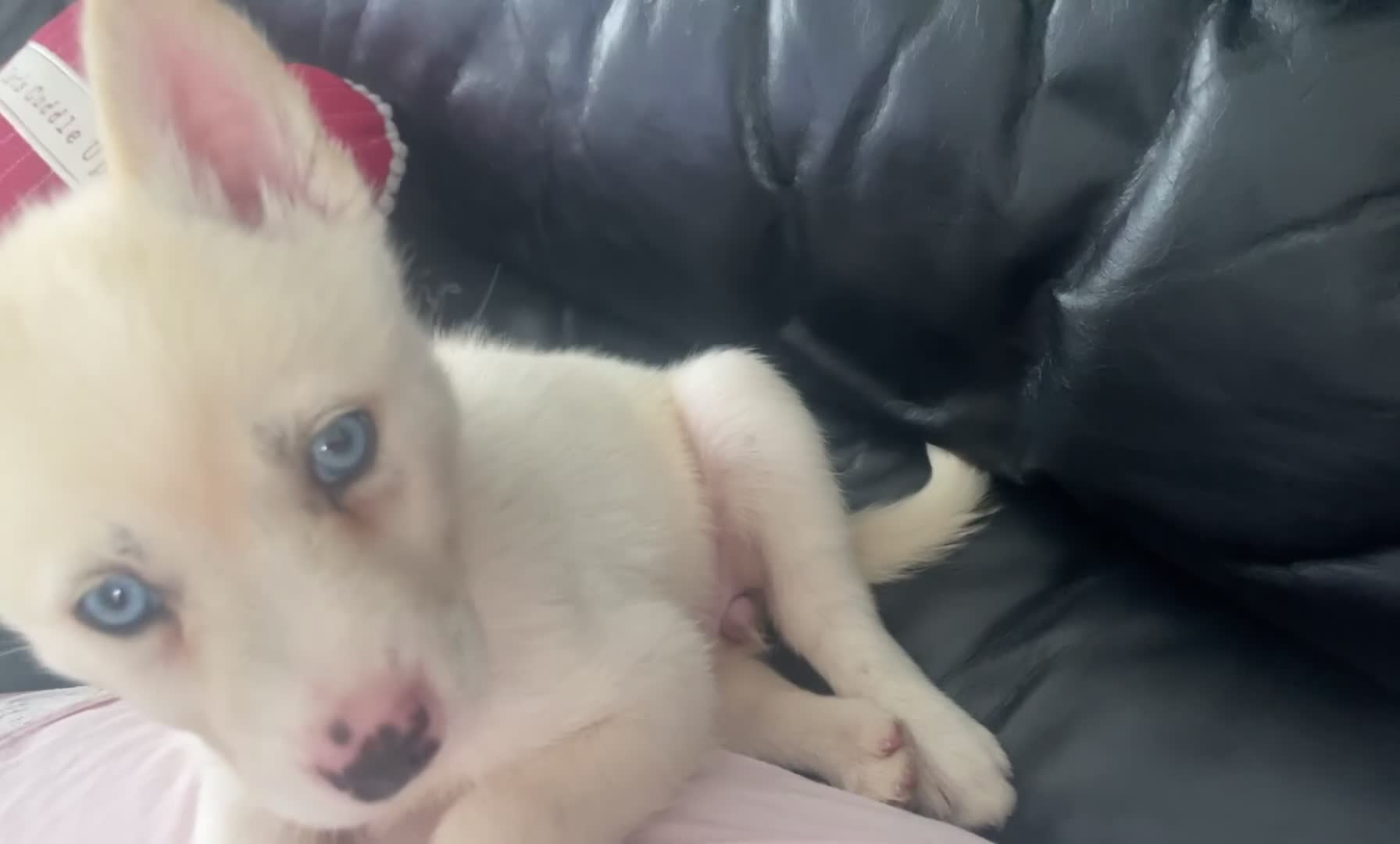 Siberian Husky dogs for sale: Puppy for sale bradford - Video 2