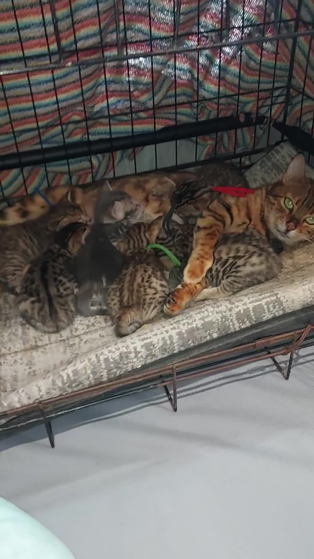 Mixed Breed cats for sale: Gingal kittens x 6 (GINger Tom x benGAL - Video 1