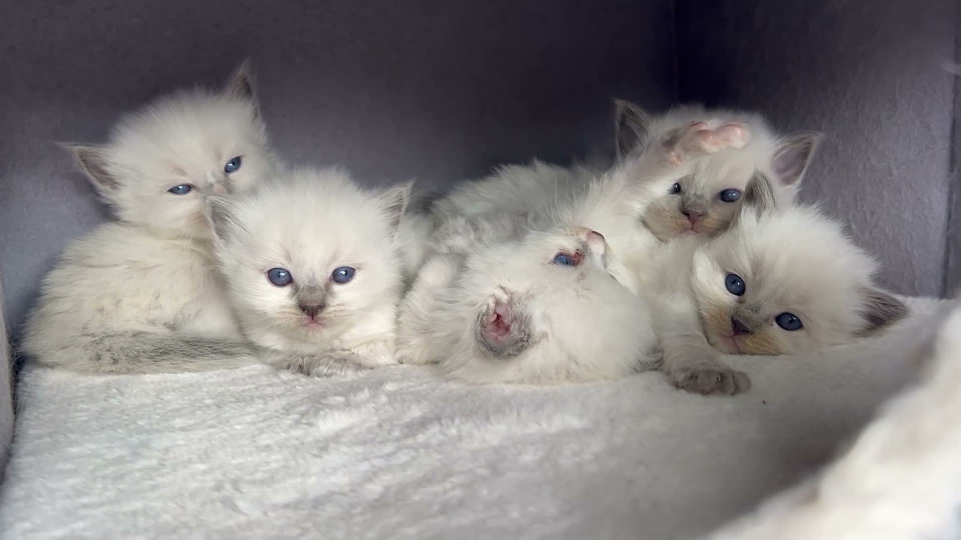 Ragdoll cats for sale: Stunning Ragdoll-Point Kittens  Champion Bred Sire - Video 1
