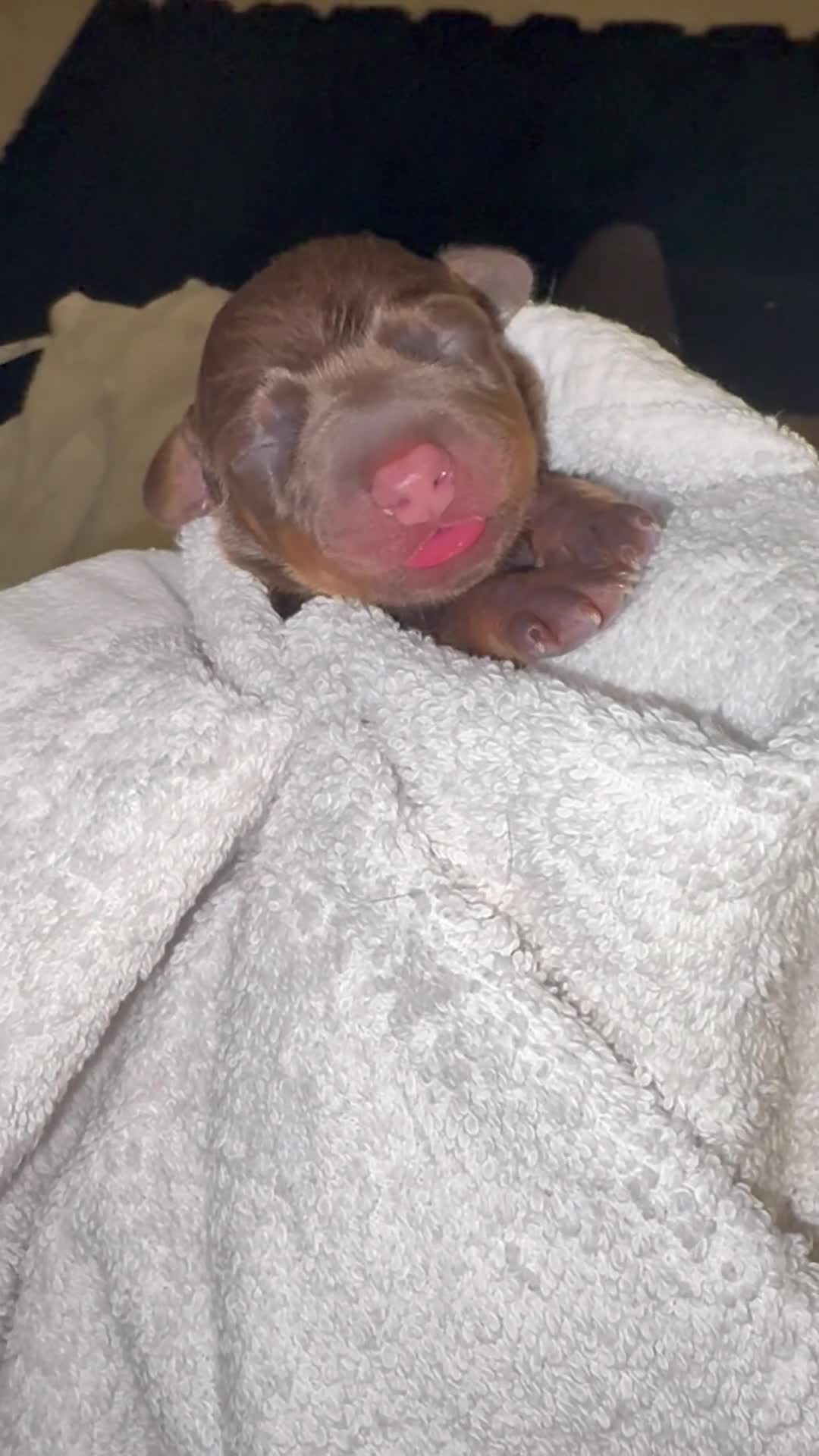 Dachshund dogs for sale: Choc/Tan/Merle Sausage Babies  - Video 2