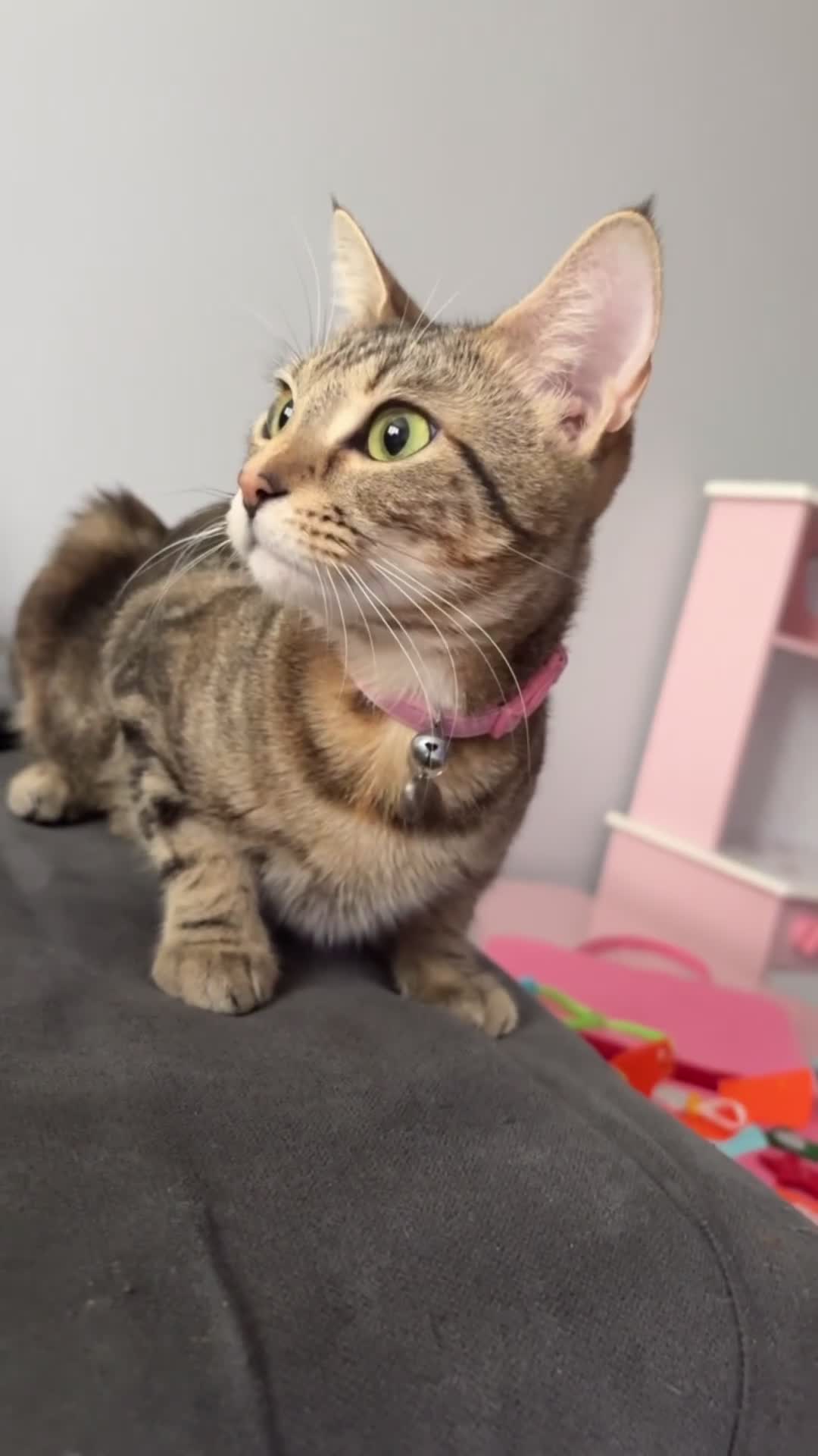 Domestic Shorthair cats for sale: kittens for sale❤️ - Video 1