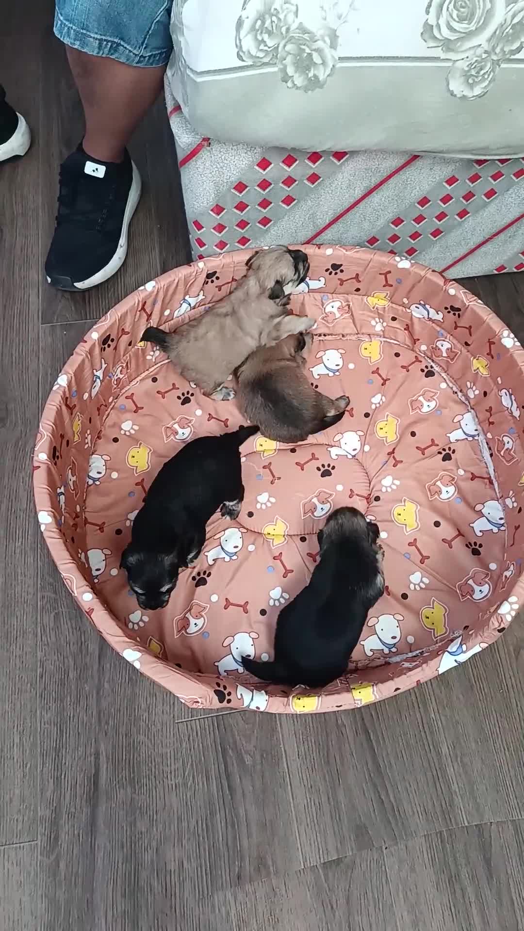 Yorkshire Terrier dogs for sale: Puppie - Video 2