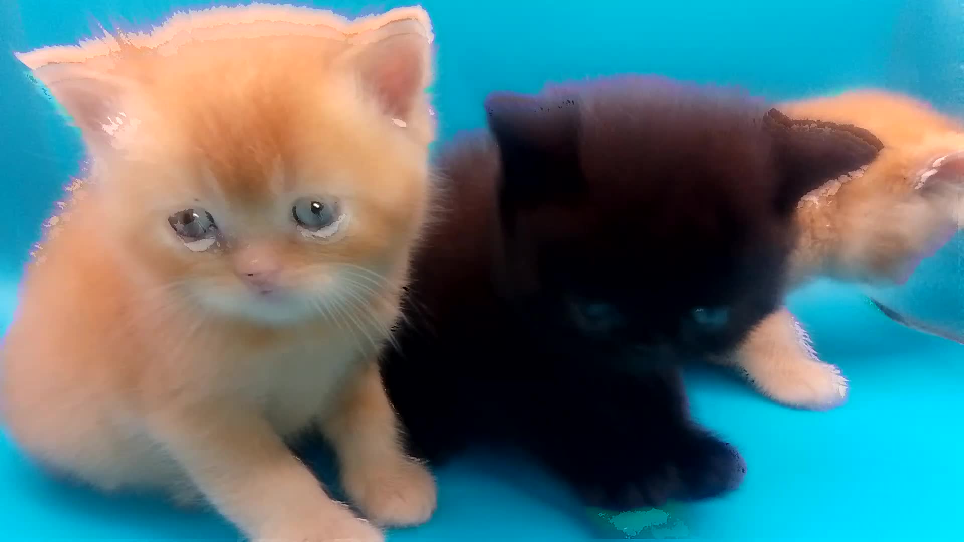 Exotic cats for sale:  Exotic British shorthair  - Video 2
