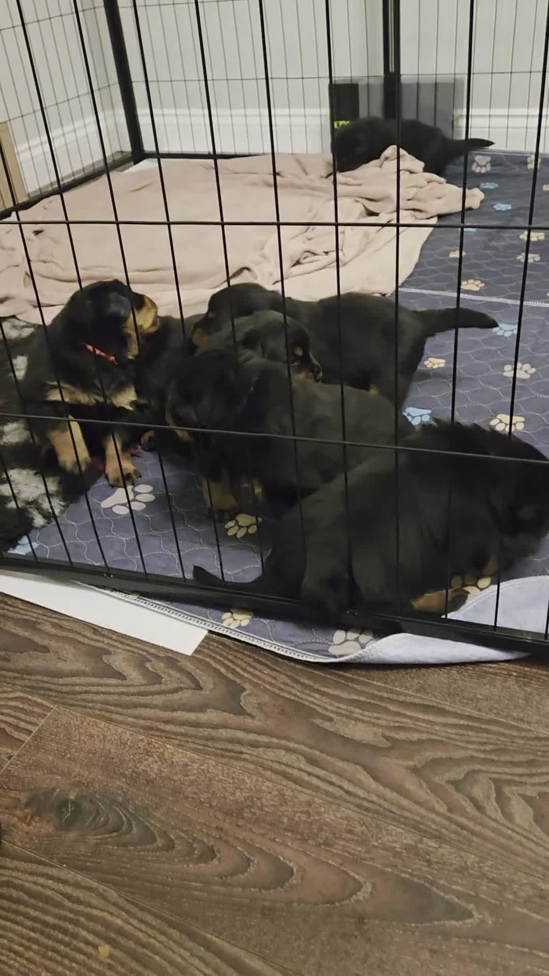 Rottweiler dogs for sale: KC & Fully Health Tested Rottweiler Puppies - Video 1