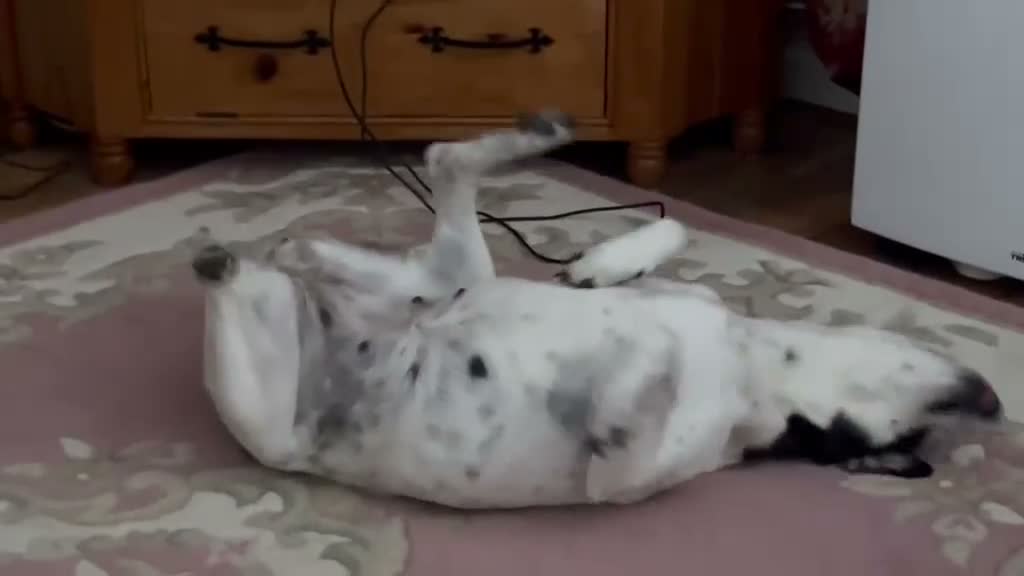 Mixed Breed dogs for adoption: Stella ⭐️ in Ely - Video 1