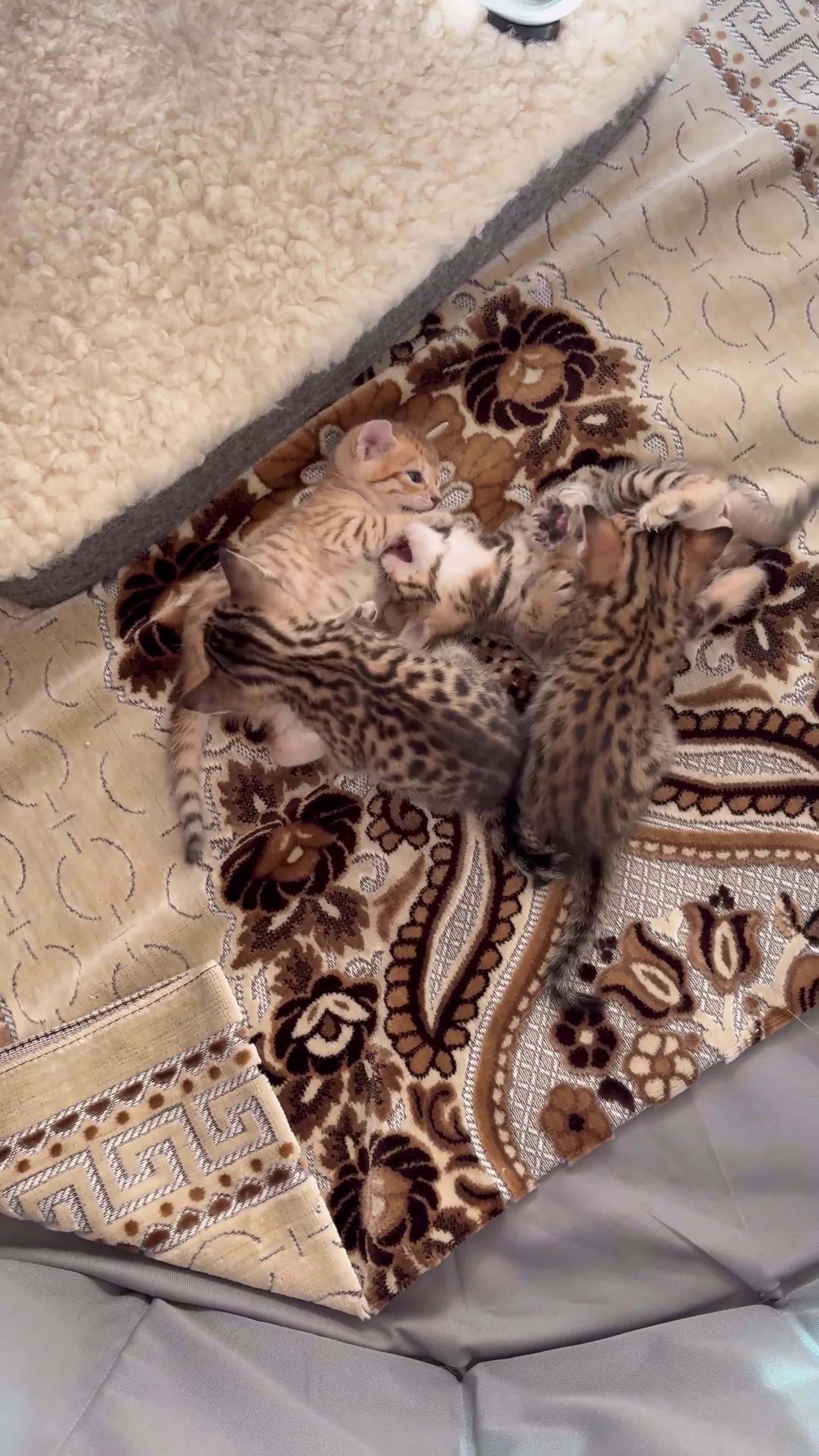 Bengal cats for sale: Pure Bengal Kittens For sale  - Video 1