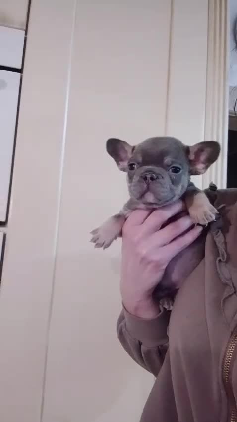 French Bulldog dogs for sale: 😍 Beautiful french bulldog puppies 🥰 - Video 2
