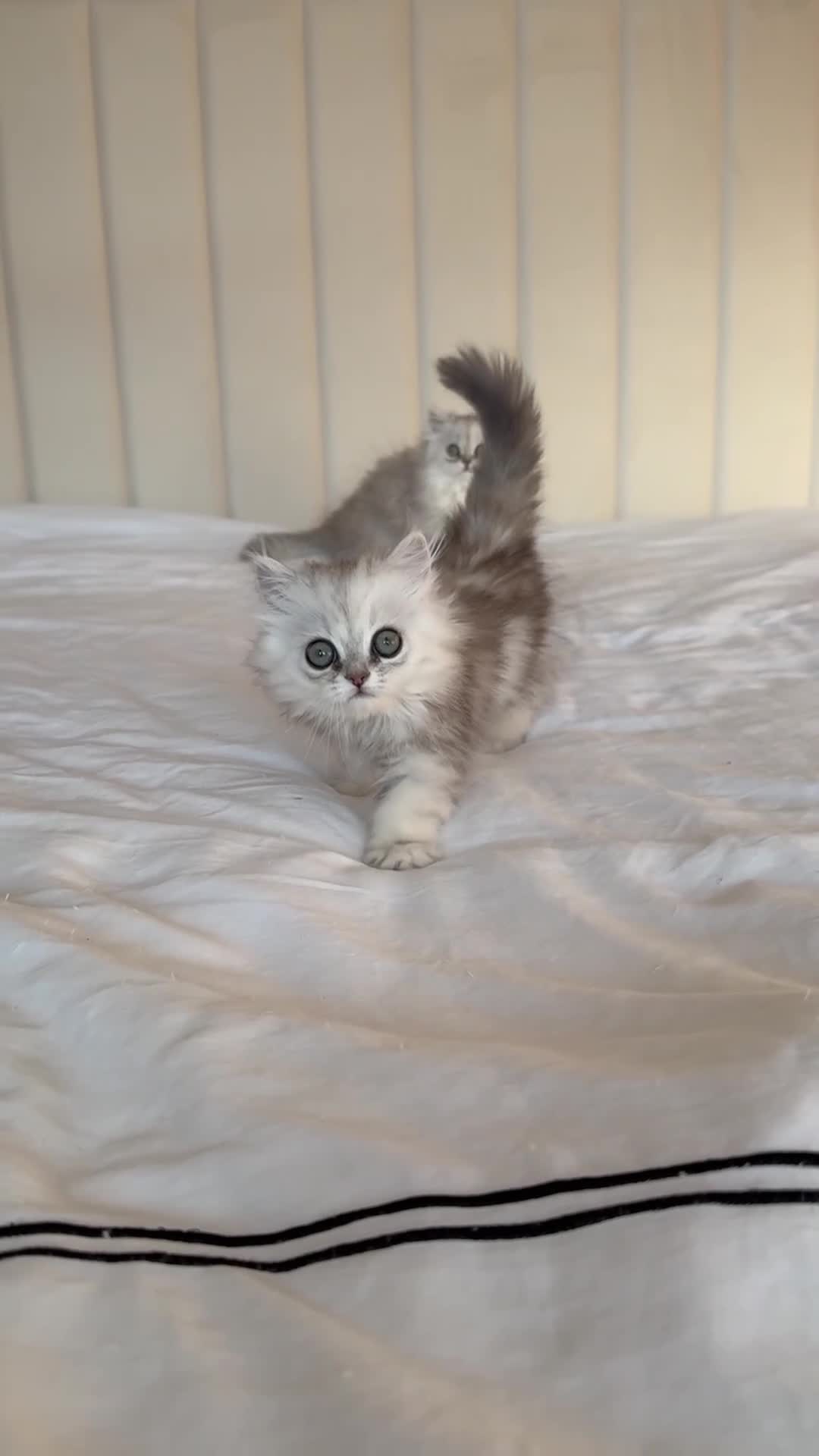 Persian cats for sale: GCCF registered beautiful silver Persian kittens  - Video 2