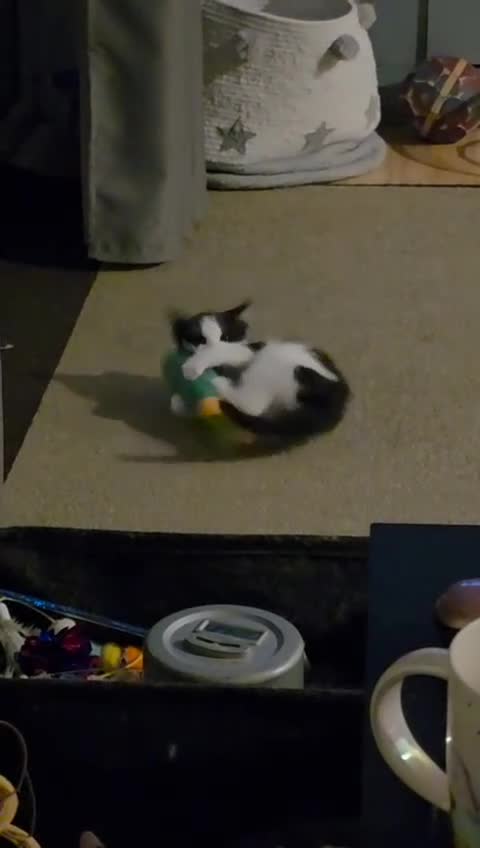 Mixed Breed cats for sale: Kitten - Video 3