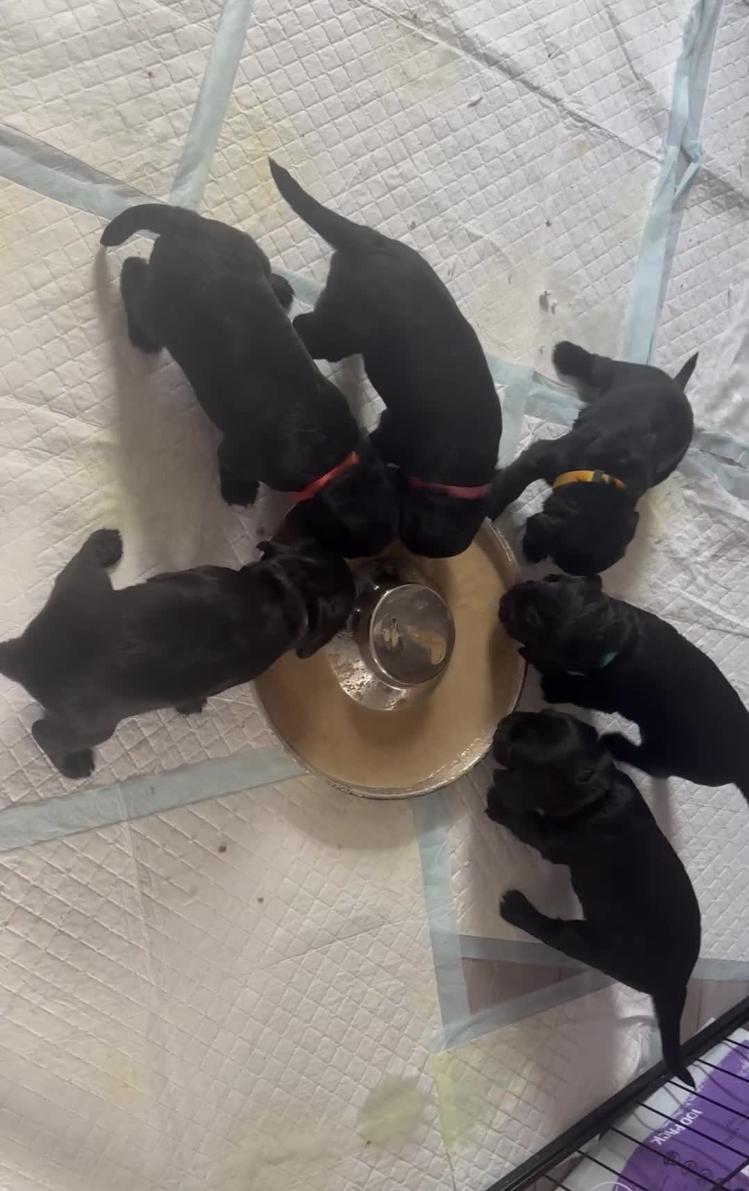 Cocker Spaniel dogs for sale: Beautiful KC Cocker Spaniel Pups - Black - Video 3