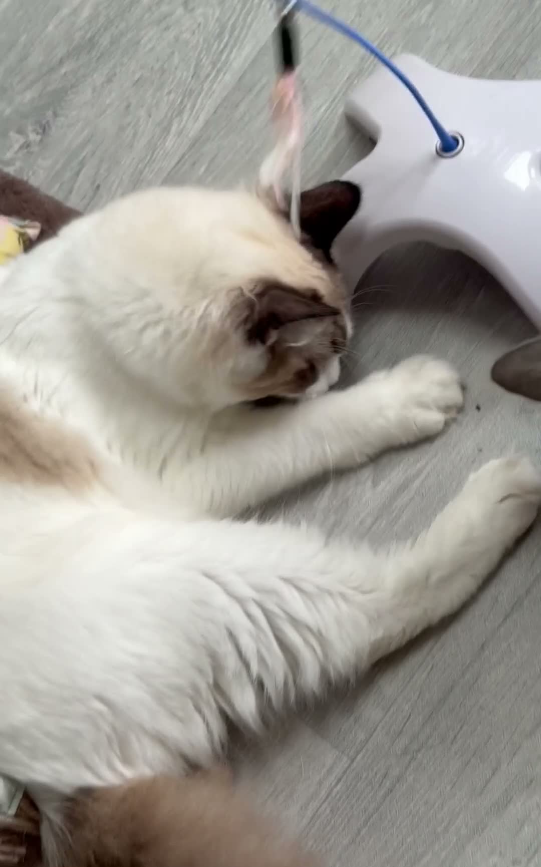 Ragdoll cats for sale: 🥇AWARD WIN 🏆 GCCF RAGDOLL KITTENs 16 & 20 WKS  - Video 2