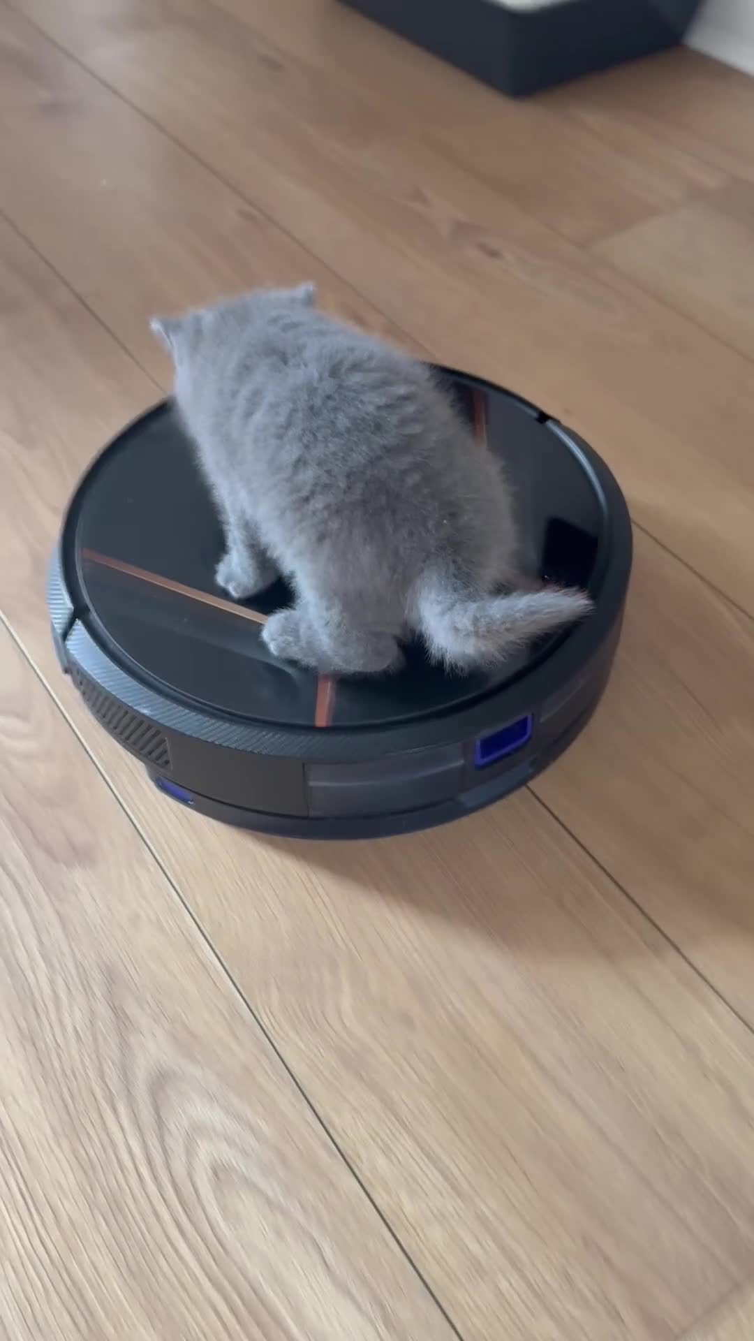 British Shorthair cats for sale: Pure Pedigree Blue BSH Kittens GCCF  - Video 2