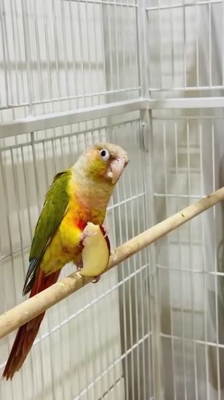 Conures birds for sale: TWO GORGEOUS 9 WEEK OLD CONURES  - Video 2