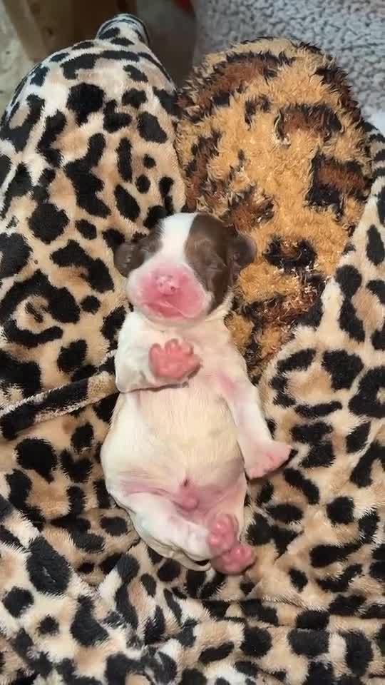 English Springer Spaniel dogs for sale: English springer spaniel - Video 2