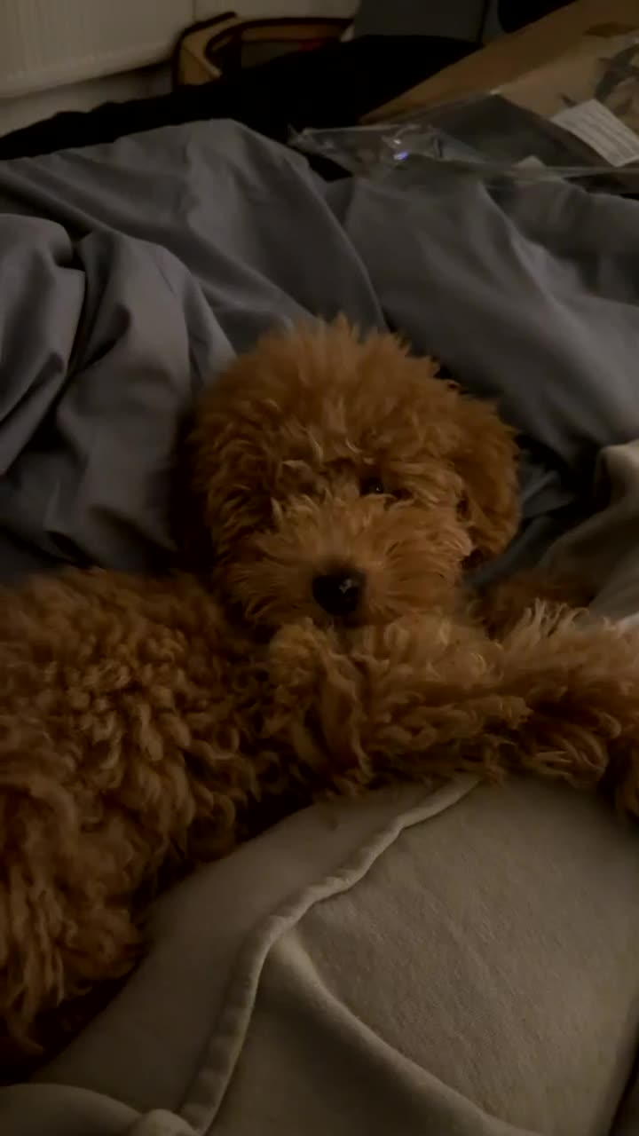 Toy Poodle dogs for sale: Teddy - Video 1