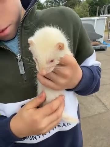 Ferret rodents for sale: Mixed albino and polecat ferret kits- well handled in Lichfield - Video 1