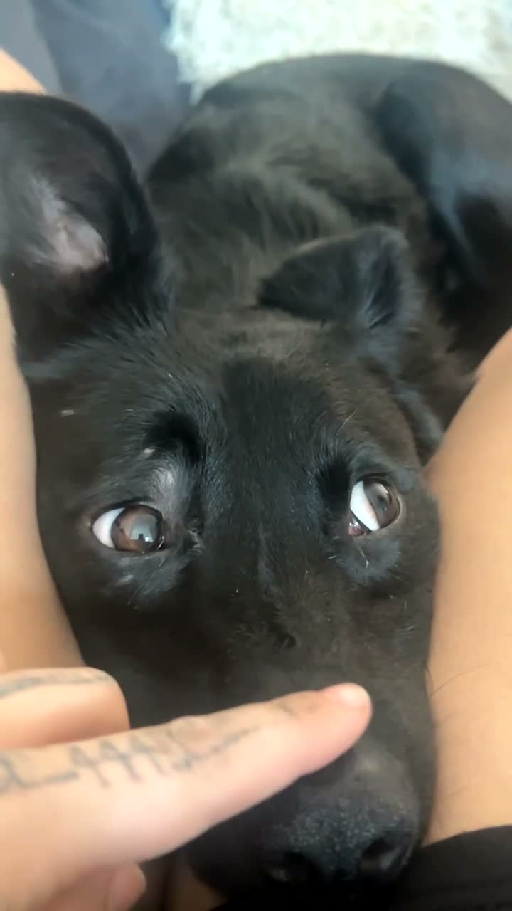 Mixed Breed dogs for sale: Belgian Malinois X Border Collie Girl in Manchester - Video 1