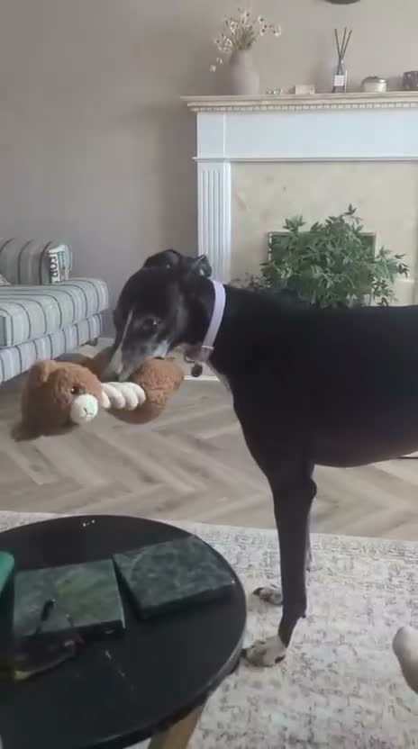 Mixed Breed dogs for adoption: ❤️Sweet SYLVIE❤️ 40-MPH Couch Potato in Leicester - Video 4