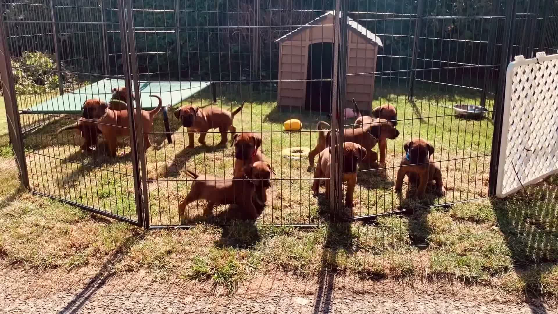 Rhodesian Ridgeback dogs for sale: Lovely Red Wheaten FULLY health tested parents in Pwllheli - Video 2
