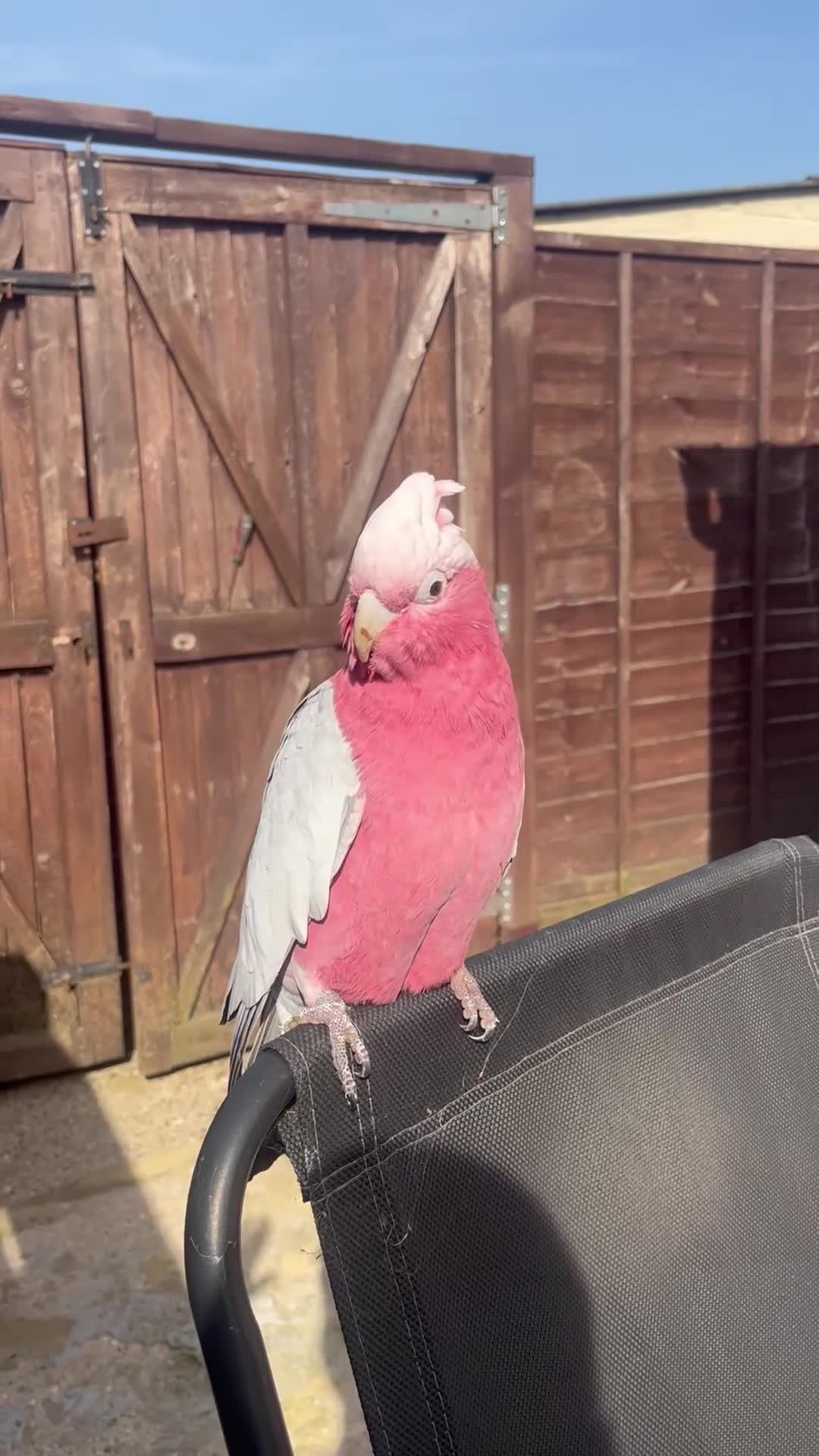 Cockatoo birds for sale: buddy - Video 2