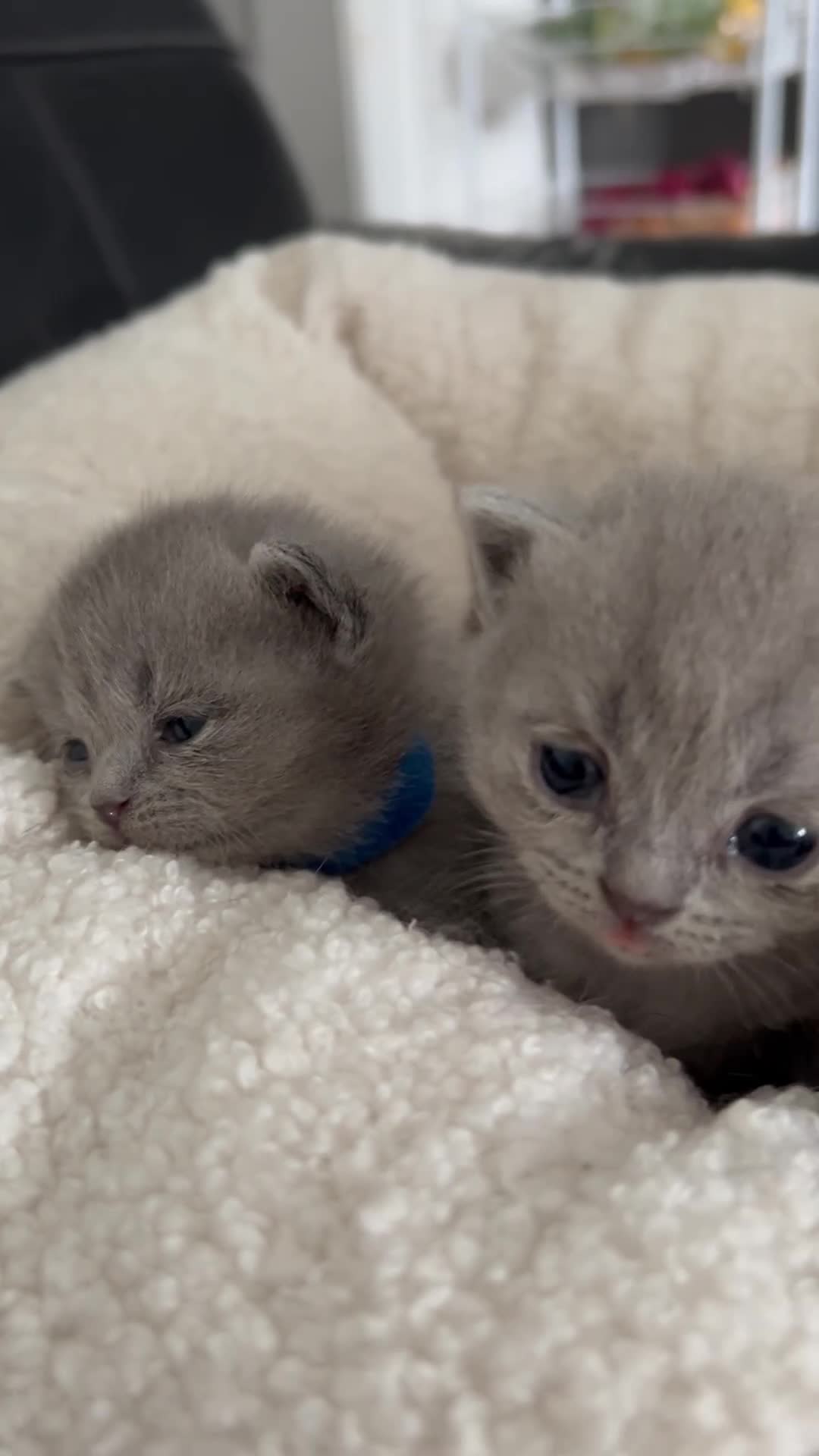 British Shorthair cats for sale: Gorgeous British shorthair kittens  - Video 1