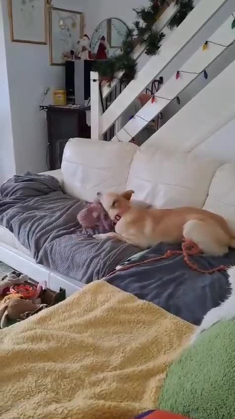 Mixed Breed dogs for adoption: Brooklyn is ready to steal your heart - Video 3