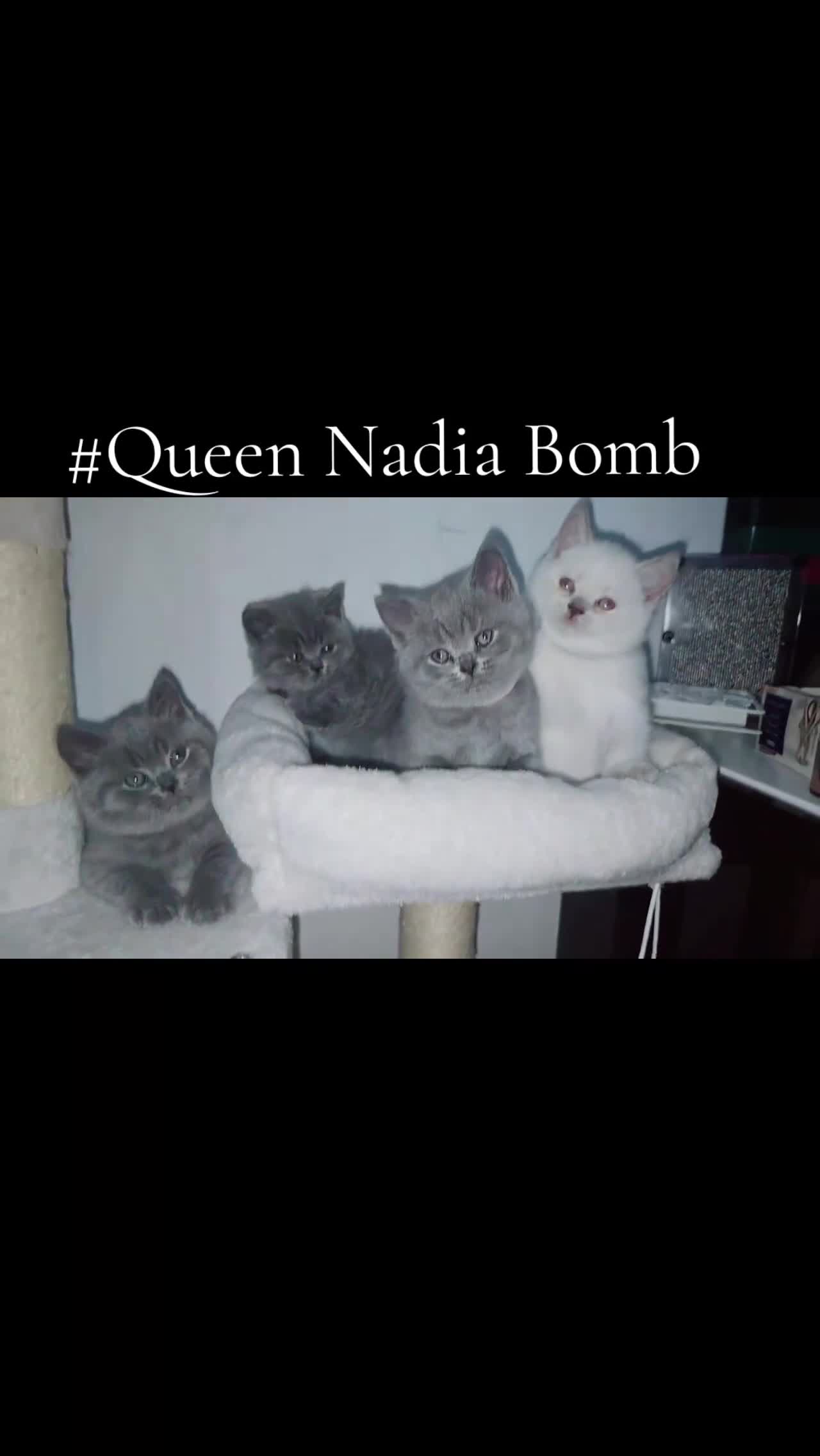 British Shorthair cats for sale: BRITISH SHORTHAIR PEDIGREE - FIRST LITTER - Video 4