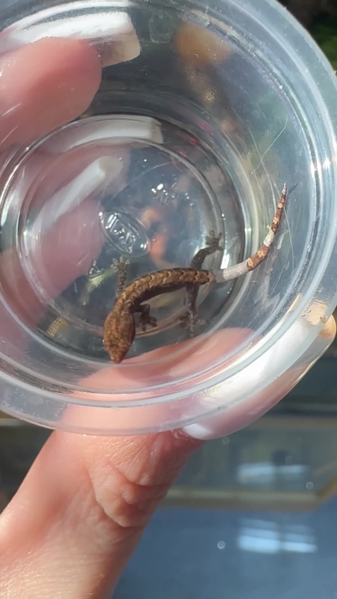 Gecko reptiles for sale: Mourning gecko babies - Video 1