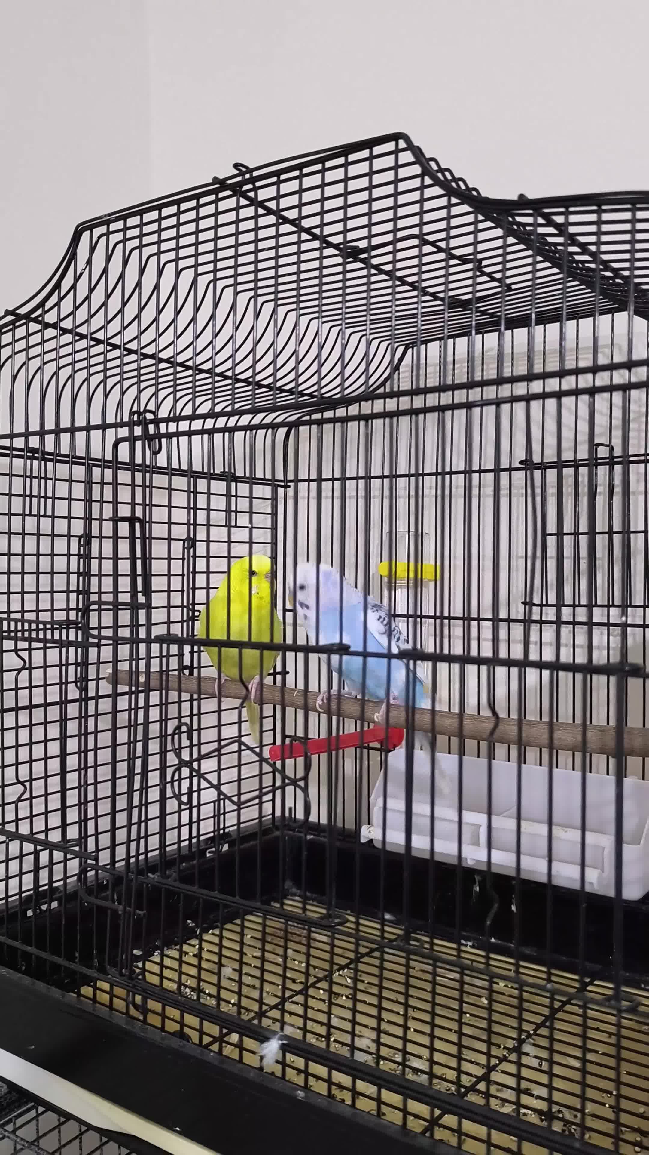 Budgerigars birds for sale: Budgies  and Cockatiel for sale  - Video 2
