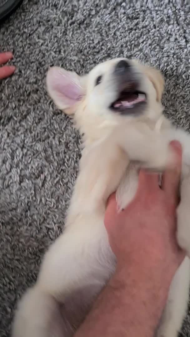 Golden Retriever dogs for stud: BEAUTIFUL PROVEN White Golden Retriever for Stud in Crowborough - Video 1