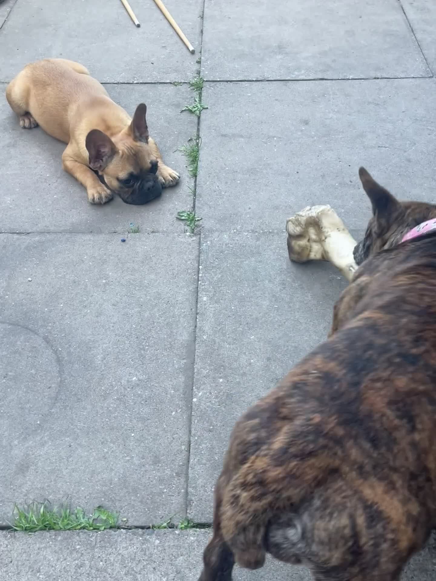 Mixed Breed dogs for sale: Dora  - Video 1