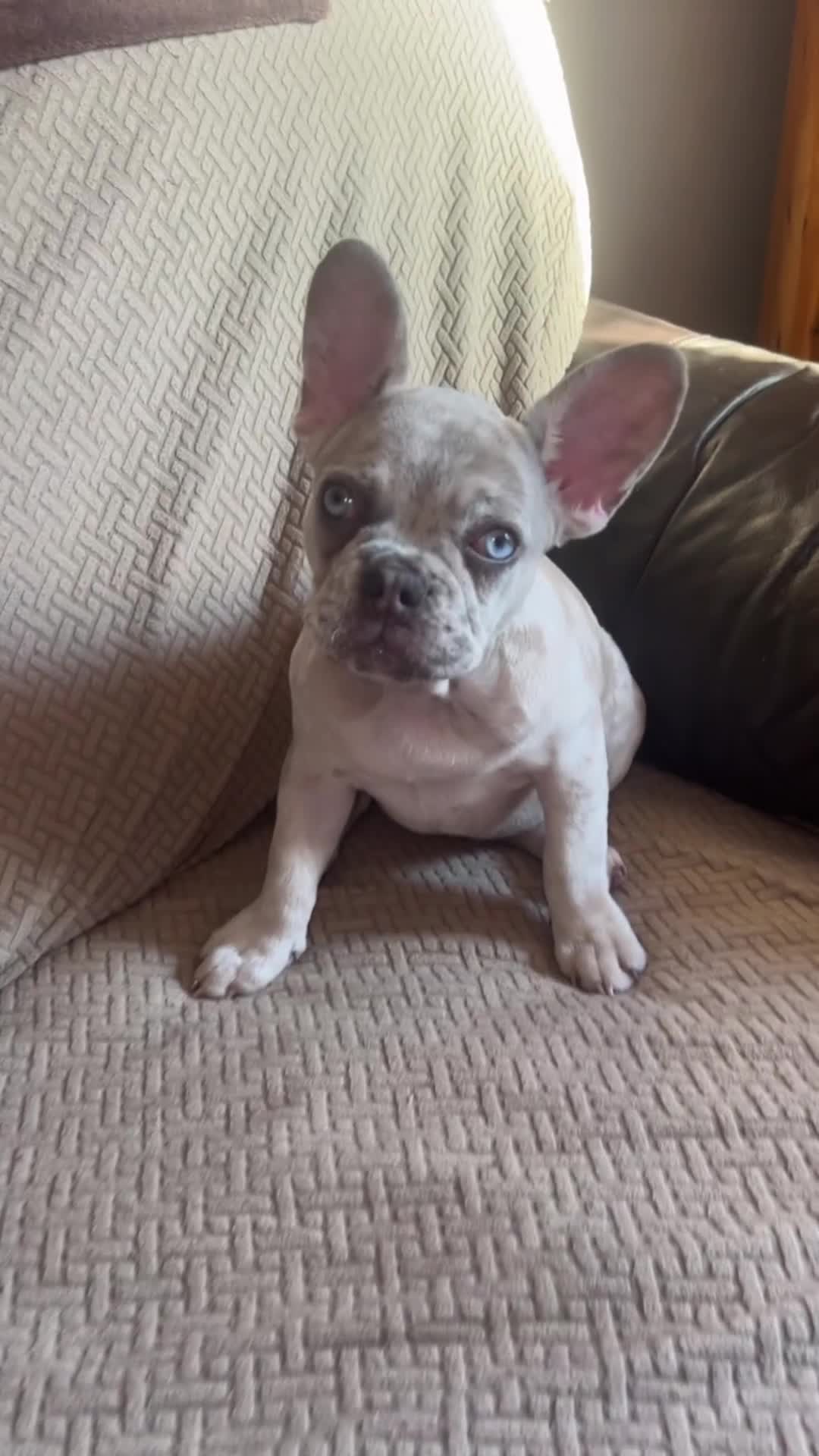 French Bulldog dogs for sale: LAST FEMALE LEFT REDUCED💞 - Video 2