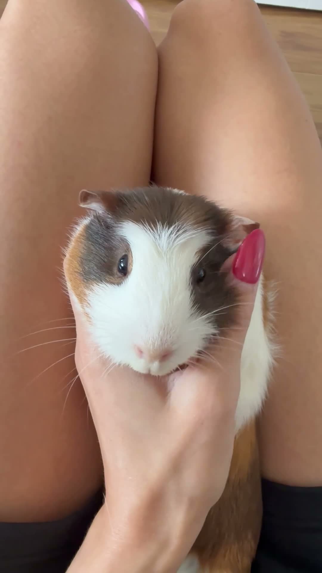 Guinea Pig rodents for sale: Young female Guinea pig and mum  - Video 1