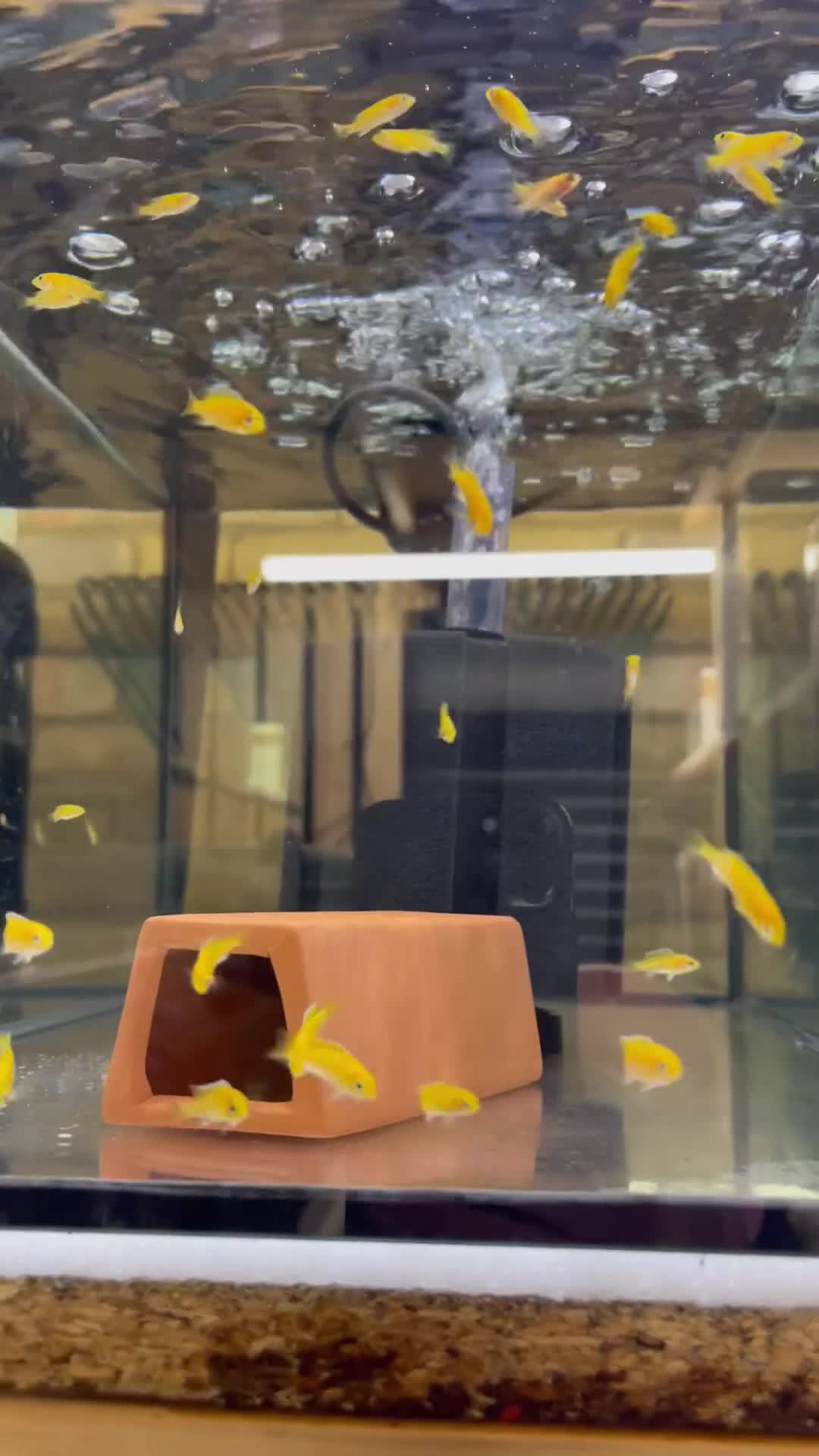 Cichlids fish for sale: Yellow Lab - Ace Aquatics, Hertfordshire.  - Video 1