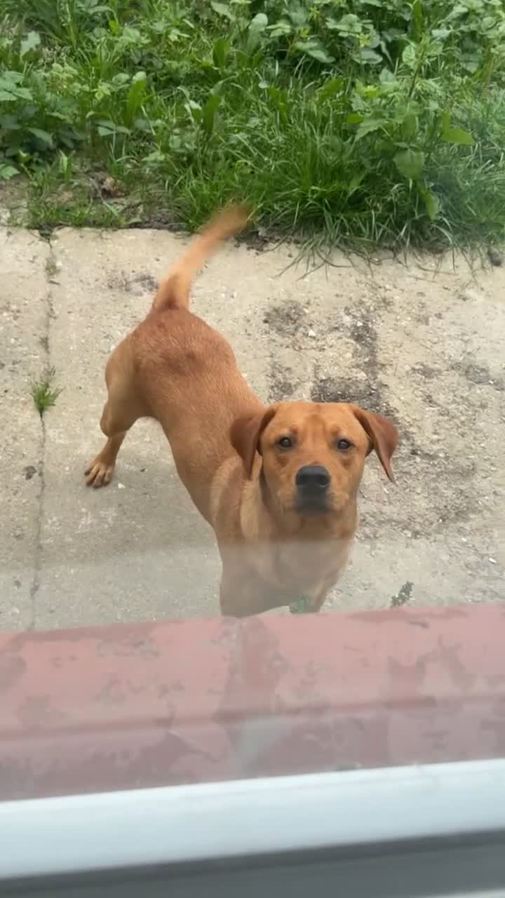 Labrador Retriever dogs for sale: Red fox Labrador  in Gravesend - Video 2