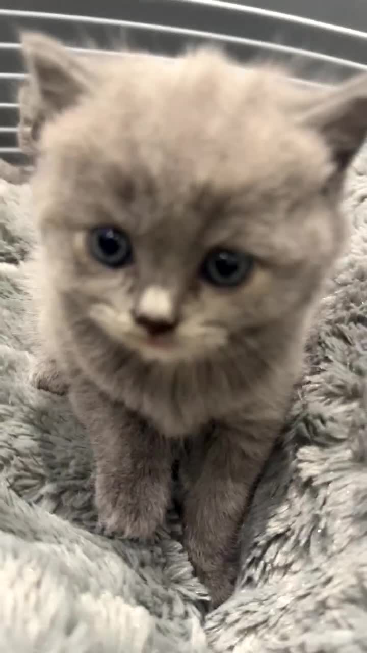 British Shorthair cats for sale: FULL BREED BSH KITTENS  - Video 1