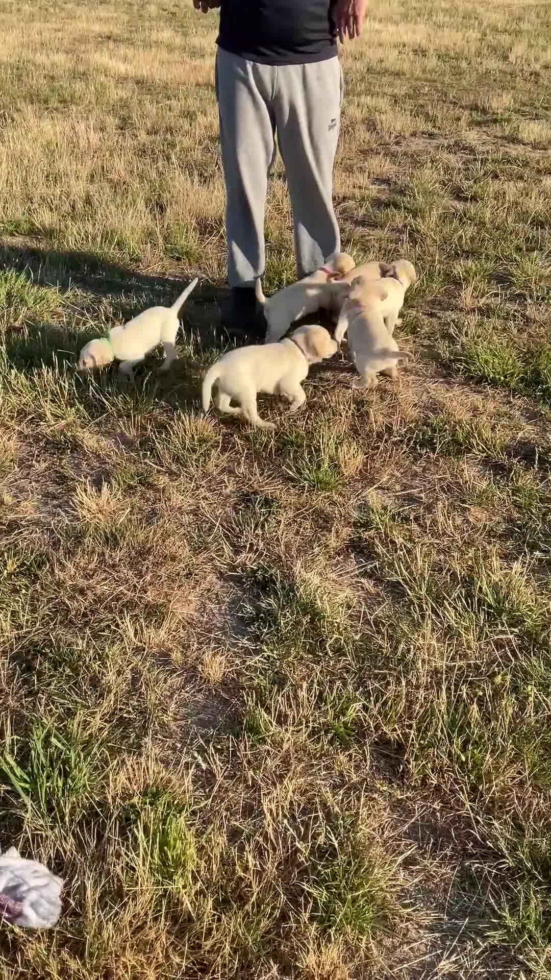 Labrador Retriever dogs for sale: Labrador golden puppies. KC registered  - Video 1