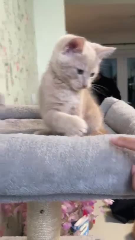 Mixed Breed cats for sale: Adorable Beige Kitten - Video 2
