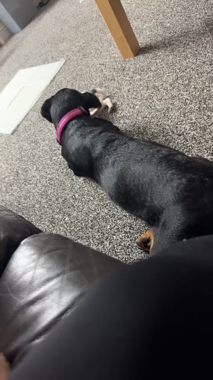 Rottweiler dogs for sale: roxie is looking for a forever in Hinckley - Video 1