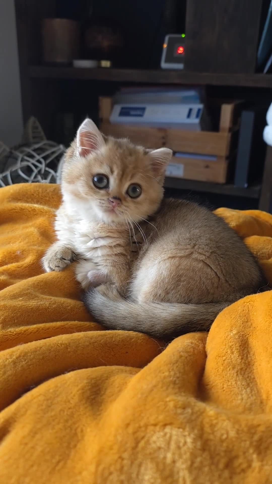 British Shorthair cats for sale: Super loving boy  - Video 1