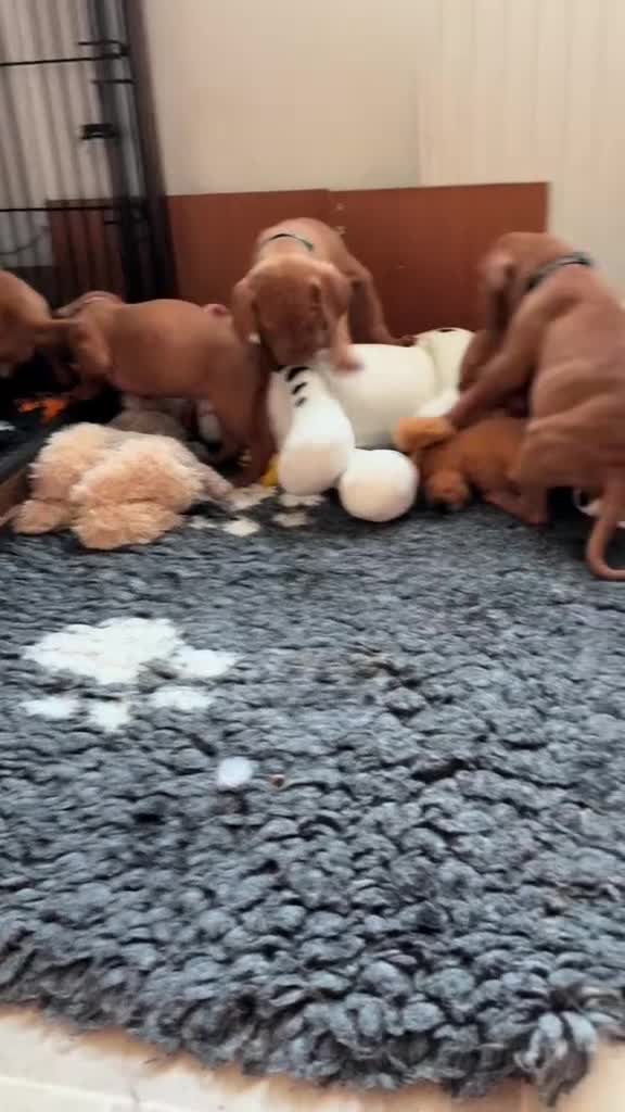 Hungarian Vizsla dogs for sale:   ⚜️Hungarian Vizsla puppies⚜️ - Video 2