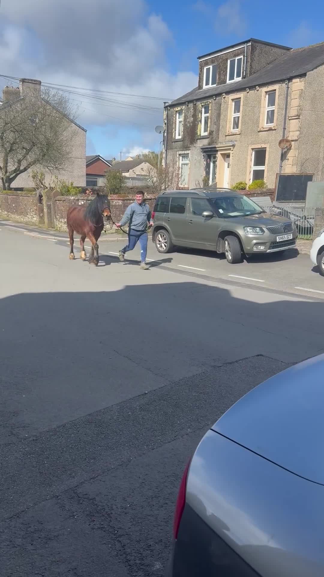 Irish Cob horses for sale: 3 year old gelding  - Video 1