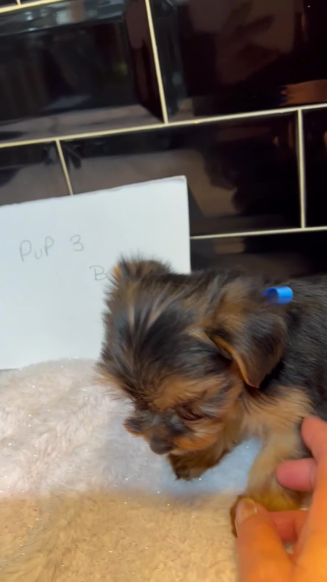 Yorkshire Terrier dogs for sale: Pedigree Yorkshire terriers - Video 2